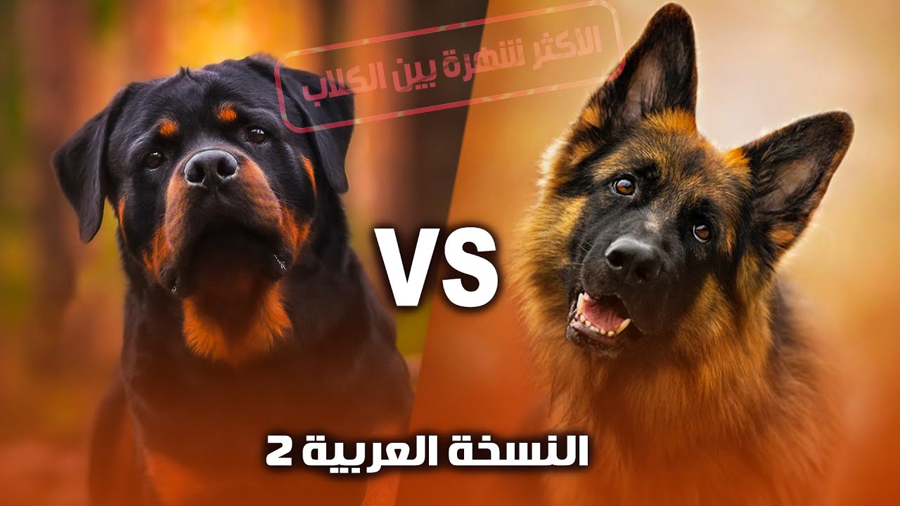 ده ولا ده 🤔 كلب الجيرمن شيبرد ولا  كلب الروت ويلار