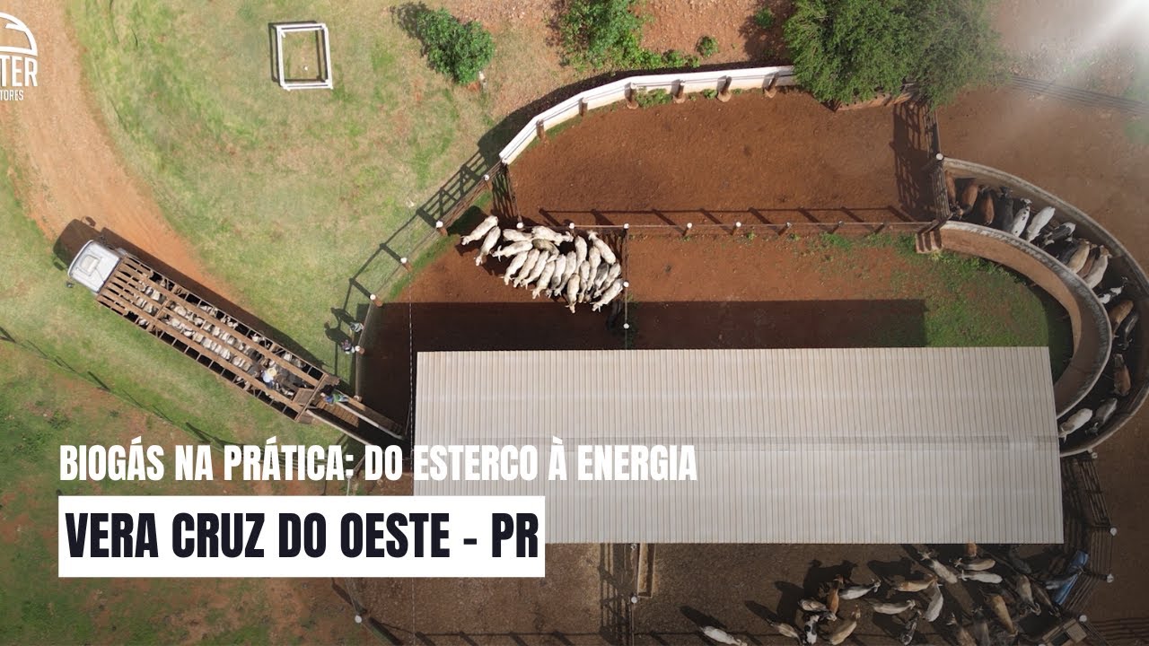 Biogás na Prática: Energia e Adubo Direto do Gado e dos Suínos