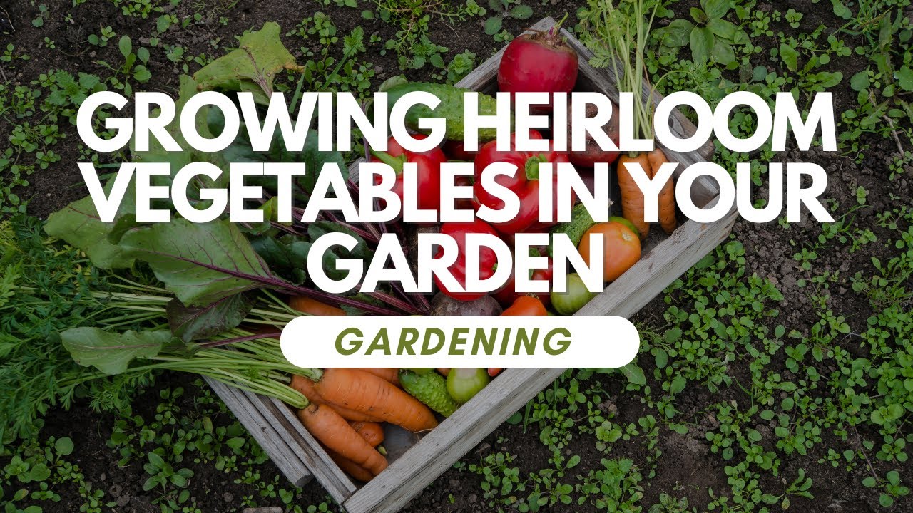 Growing Heirloom Vegetables In Your Garden