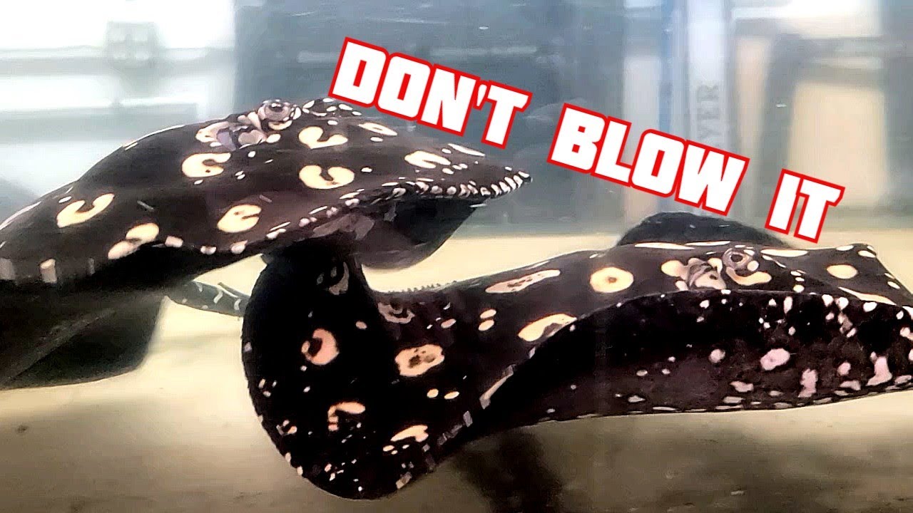 CAUGHT in the ACT - Black Diamond Freshwater Stingray BREEDING