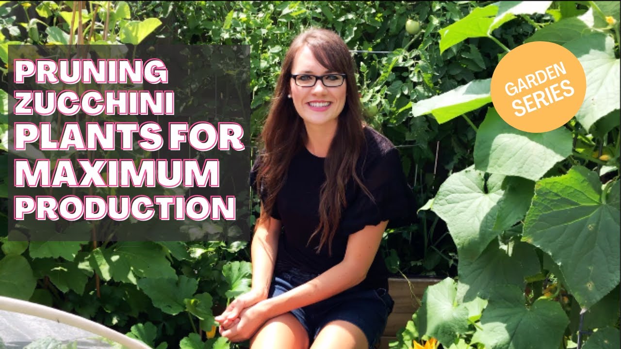 Prune Zucchini to Increase Production - Prevent Powdery Mildew & Grow MORE Zucchini!