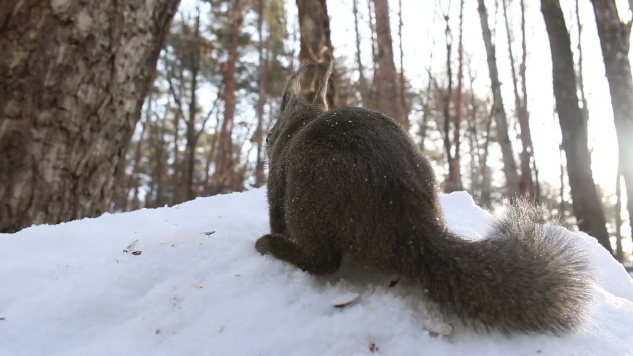 今日のニホンリス　２月１４日