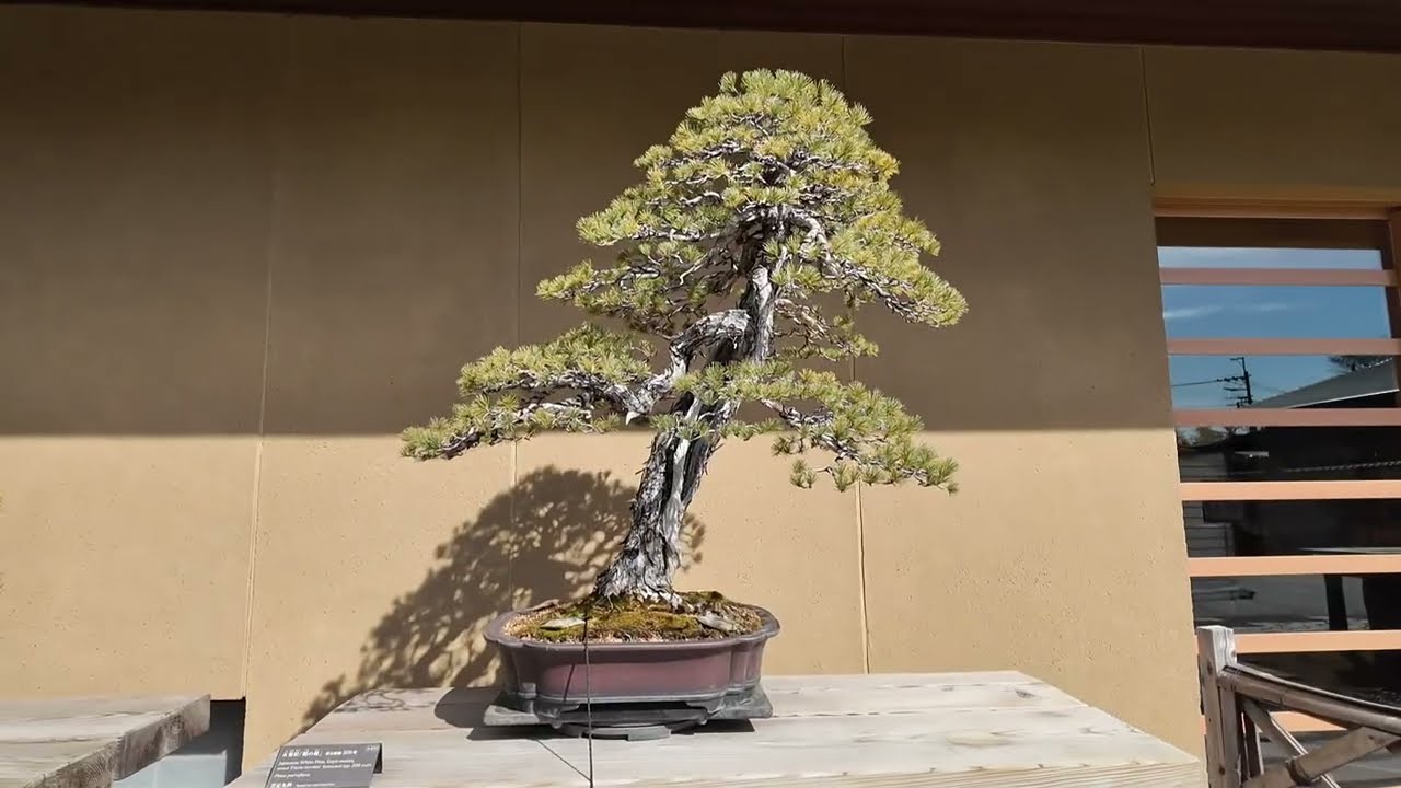 Omiya Bonsai Art Museum Rundgang