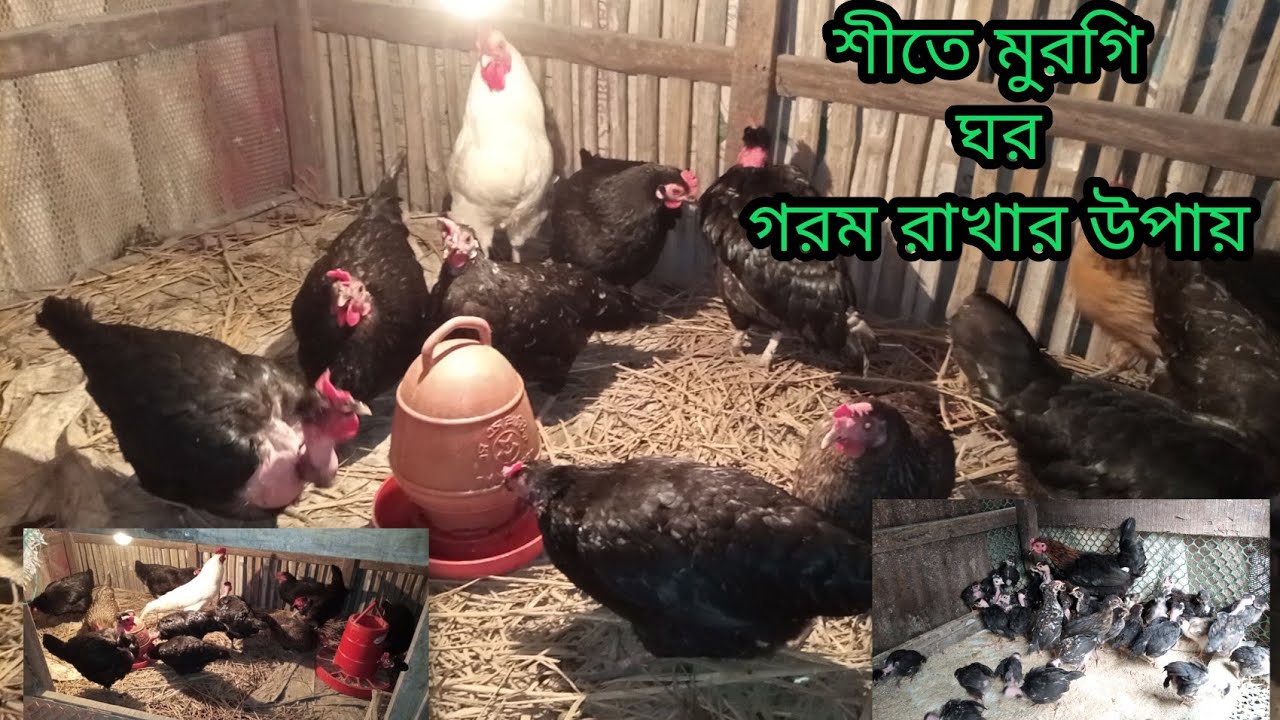 Local chickens in village farming #chicken #freerangechickens #poultryfarming #chickenfarming 
