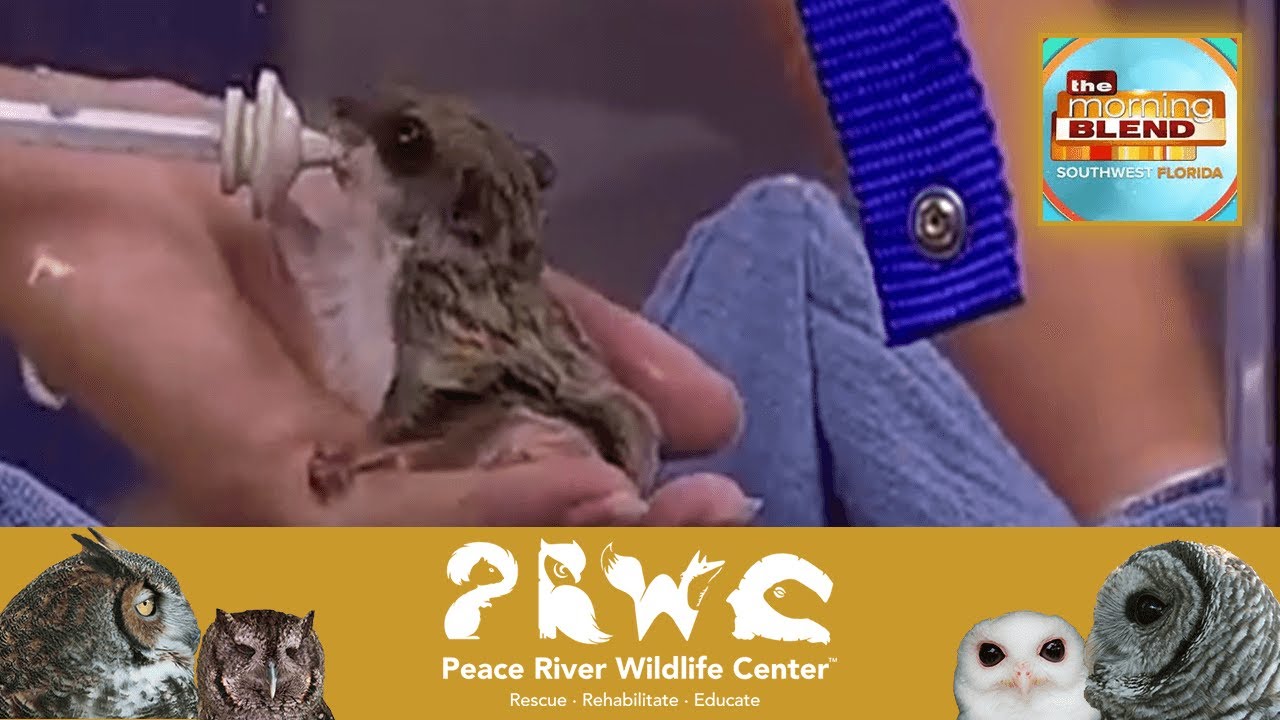 Flying Squirrels on FOX4 Morning Blend with Dr. Robin  #FlyingSquirrels #BabySquirrels