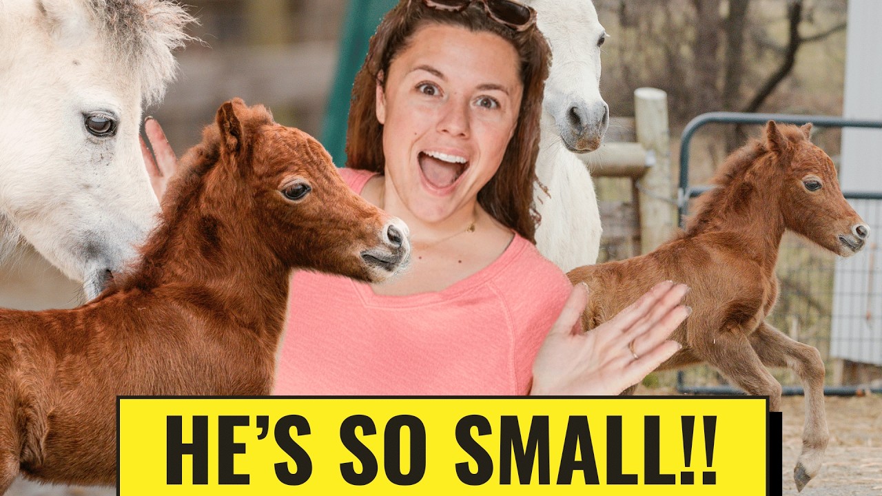 The TINIEST Horse On My Farm Was Just Born! (Birth Video)