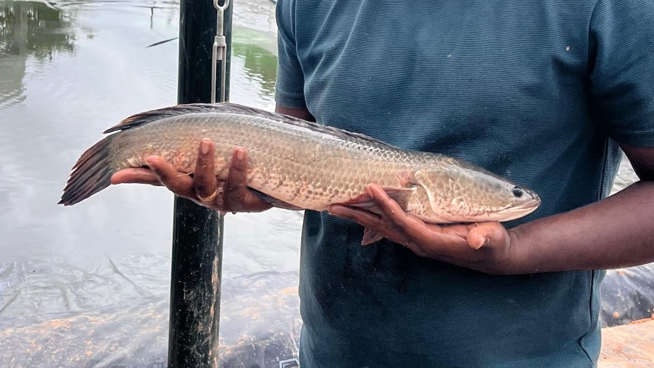 Murrel Fish Farming Success in Devanahalli | 7.5 Ton Harvest from 10,000 Seeds