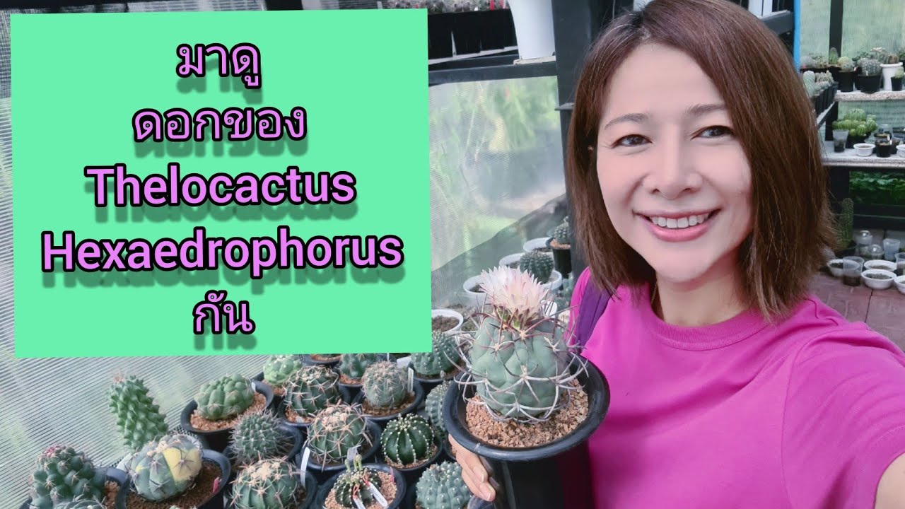 มาดู ความดอกใหญ่ ของ Thelocactus hexaedrophorus กัน