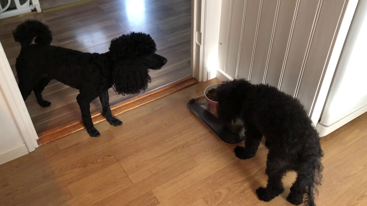 Albus är otålig att få komma fram till vattenskålen