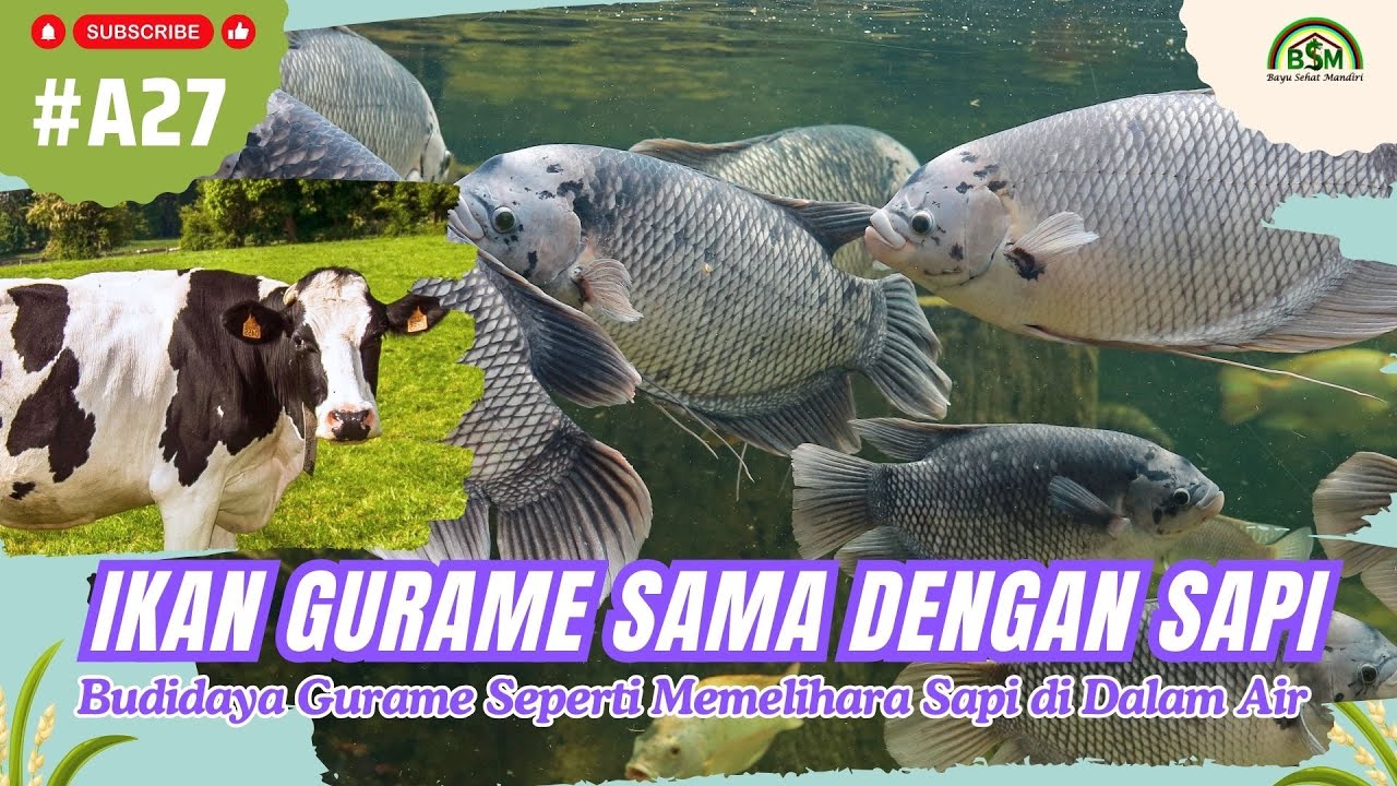 Budidaya Gurame Seperti Memelihara Sapi di Dalam Air