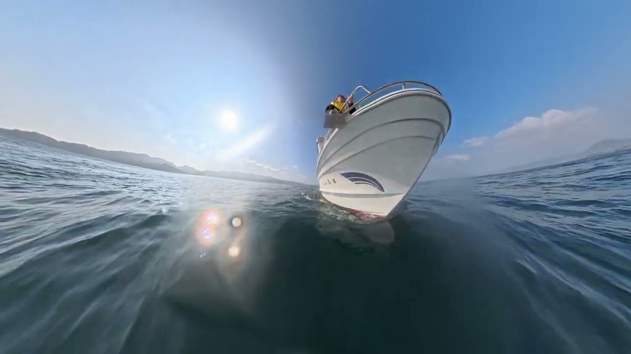 Dolphin