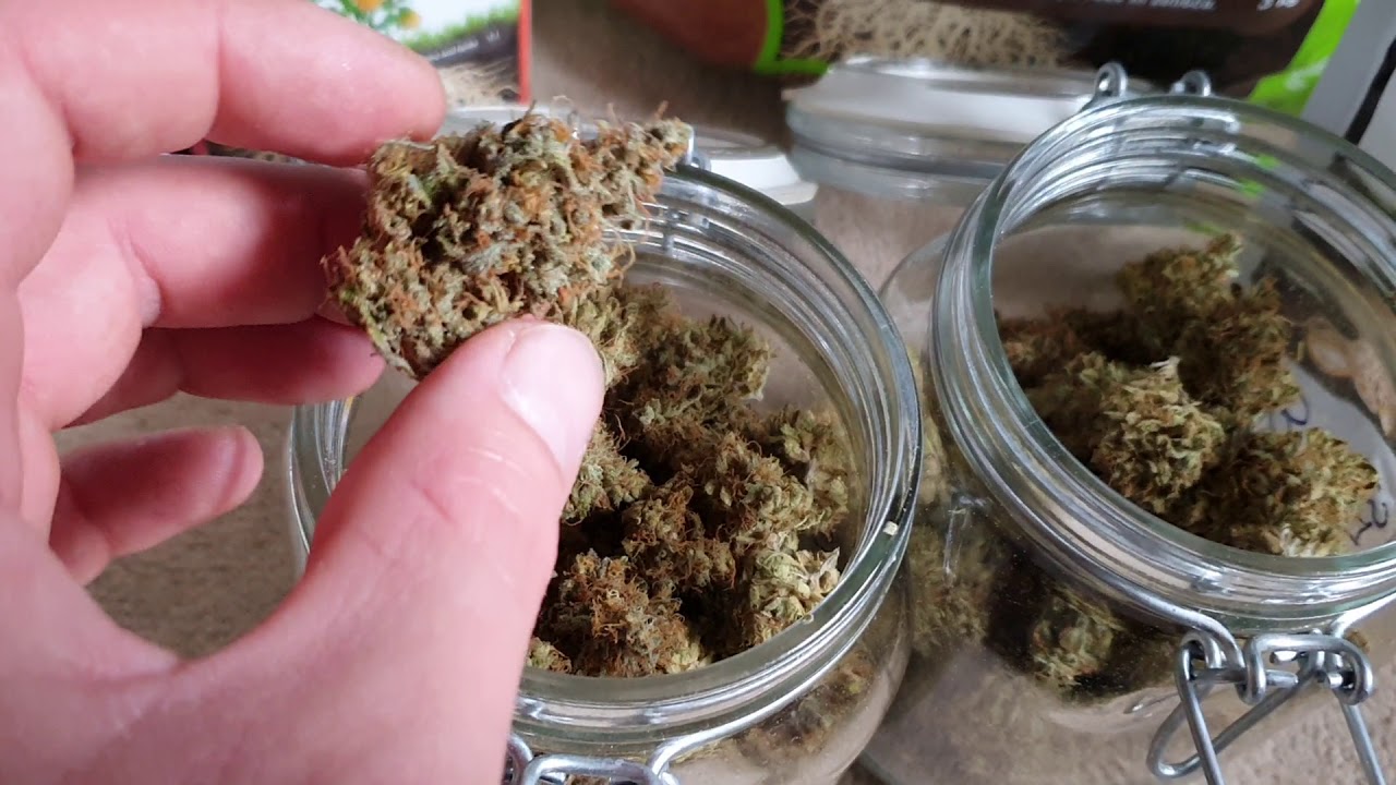 Organics Nutrients - Trial Run with Green Gelato, Harvest Results #14