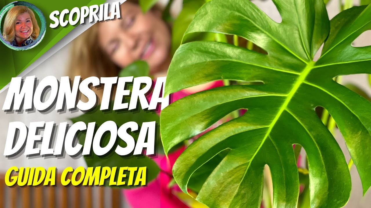MONSTERA DELICIOSA Scopriamola…