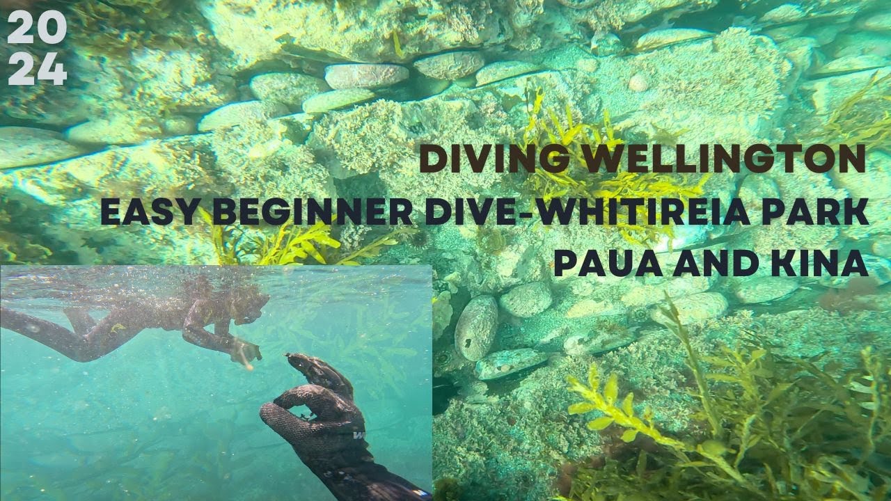 DIVING WELLINGTON Easy Beginner Dive spot!