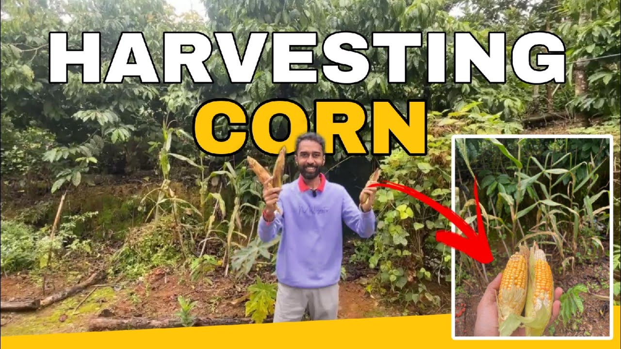 Sweet Corn Harvesting in Coorg 🌽  - ನಾಲ್ಕು ಗಿಡದಿಂದ ಒಟ್ಟು ಎಷ್ಟು ಜೋಳ ಸಿಕ್ಕಿತು ಗೊತ್ತಾ …? ♥️