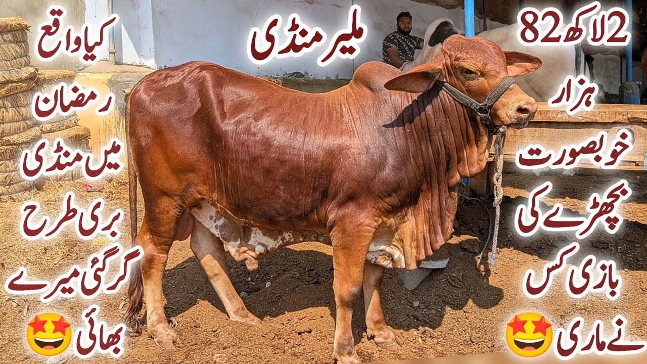 Malir Mandi Karachi Cattle Latest Rates Update In Ramzan 10 March 2026 || Bakra Eid Season 2026