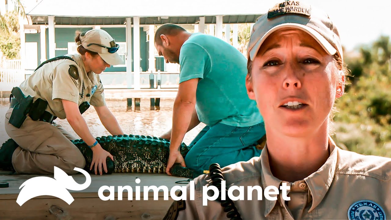 Un caimán está muy cerca de las personas y es un peligro | Guardianes de Texas | Animal Planet Latam