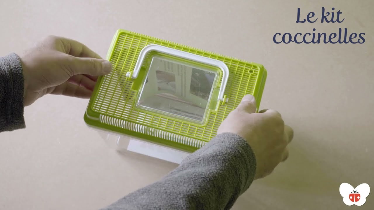 Le Kit Coccinelle : commander les larves