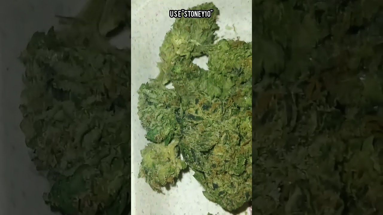 KingMaker GH Thca Flower from SHOPHELLOMARY #shophellomary