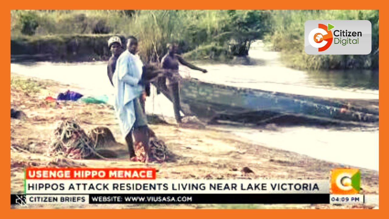 Hippos attack residents living near Lake Victoria