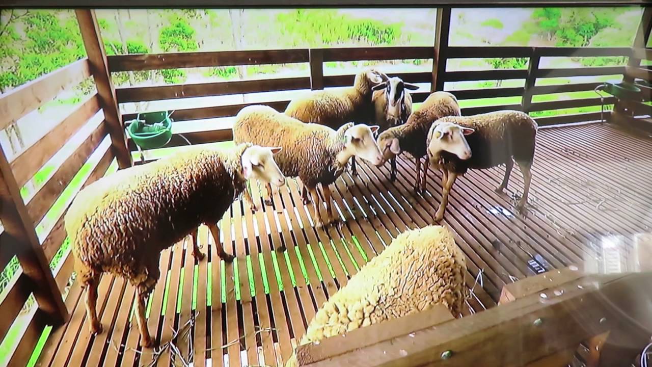 fabricação queijo ovelha miguel pereira rj 1