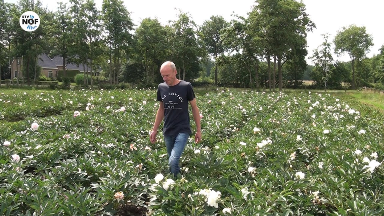 Kwekerij van der Zwaag in Kollumerzwaag bezig met laatste pioenrozen van dit seizoen