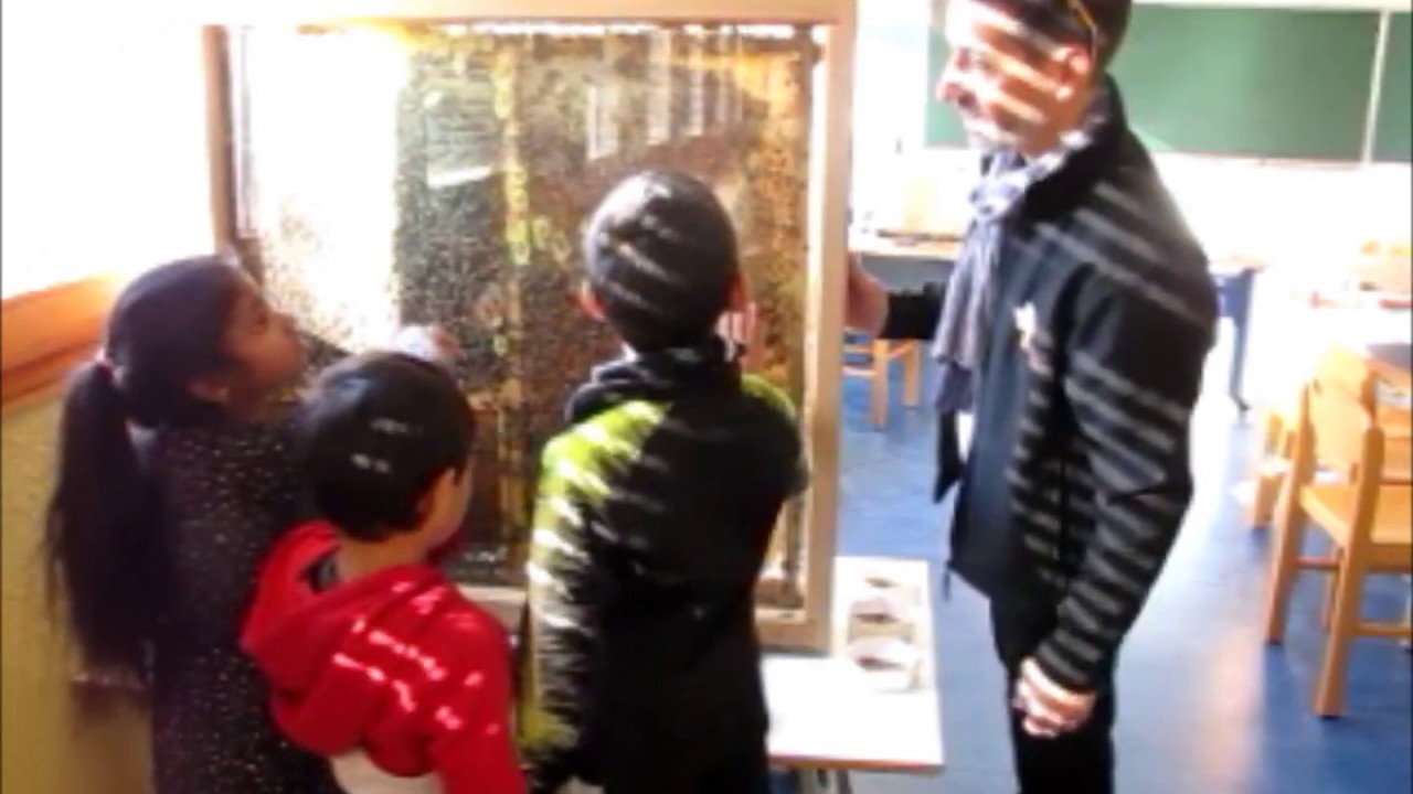 Apiscope école Rosa Parks inauguration 21.11.2019 Apila l'Abeille