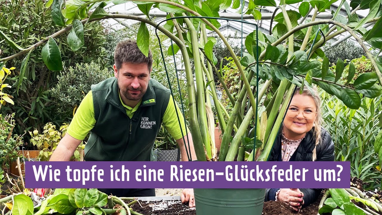 Glücksfedern und andere Zimmerpflanzen pflegen | MDR Garten