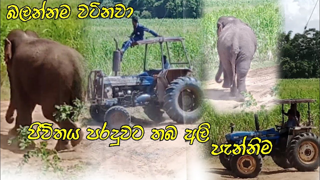 අලි ම්නිස් ගැටුම්| බලන්න වටින video akak