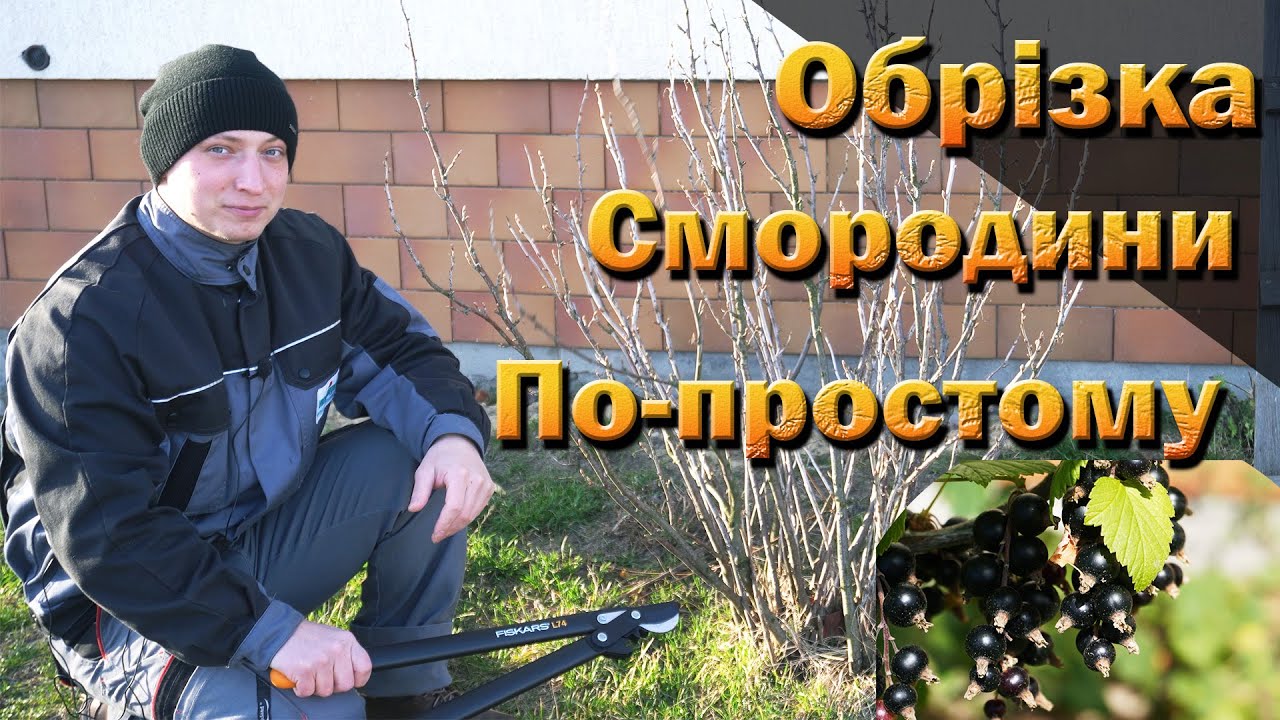 Обрізка смородини практично, на прикладі декількох кущів 2024