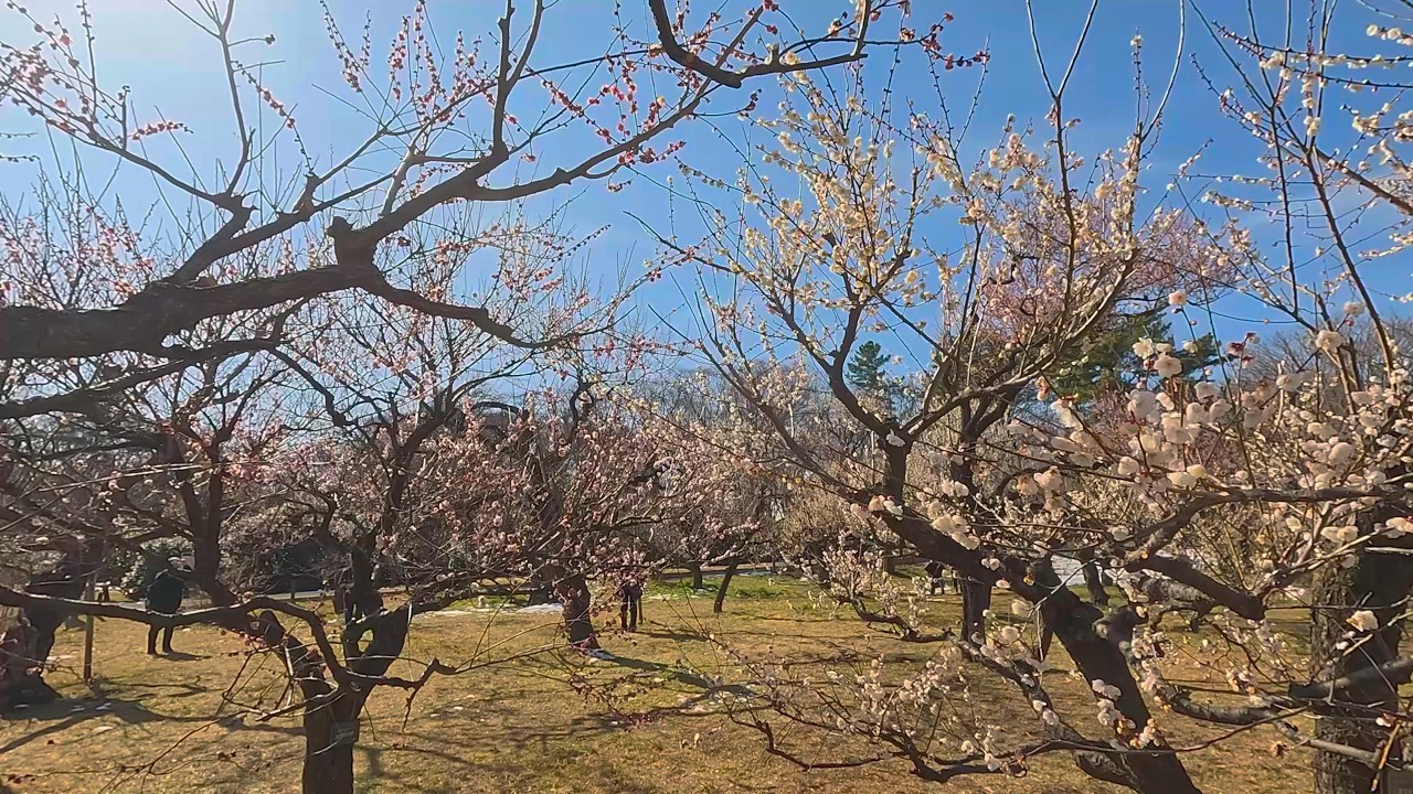 東京都　神代植物公園（2026　0210）梅