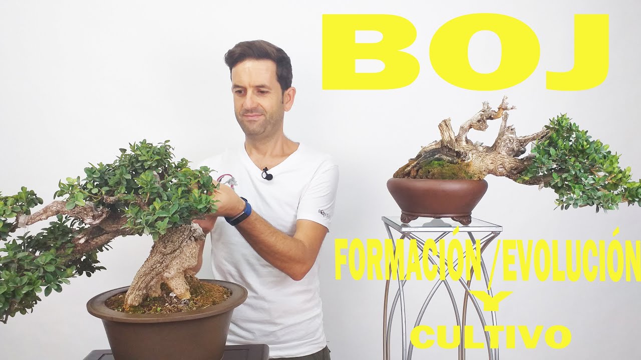 🔴BONSAI BOJ ( BUXUS) , FORMACIÓN/EVOLUCIÓN ↗️ Y CULTIVO🌱🌱🌱