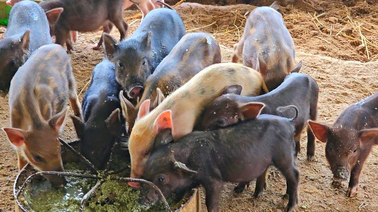 เลี้ยงหมูป่าลูกผสมอาชีพรายได้เสริม!!เลี้ยงง่ายโตเร็วพร้อมอาหารลดต้นทุนอยู่แบบยั่งยืน