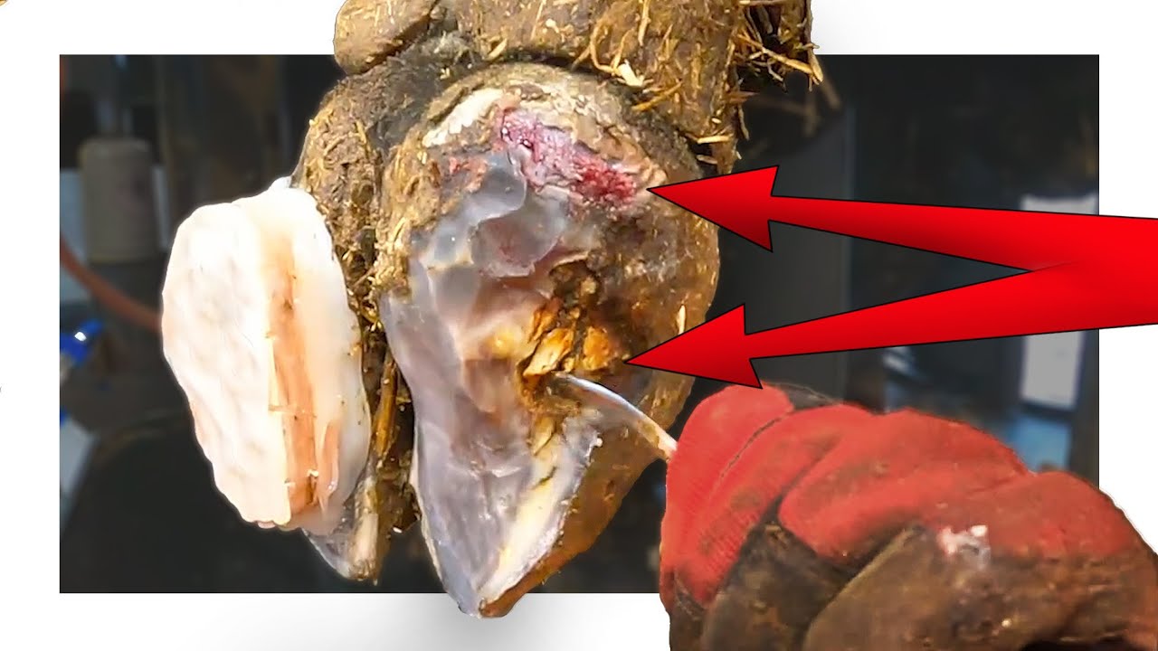 BULL'S FOOT BURSTS OPEN