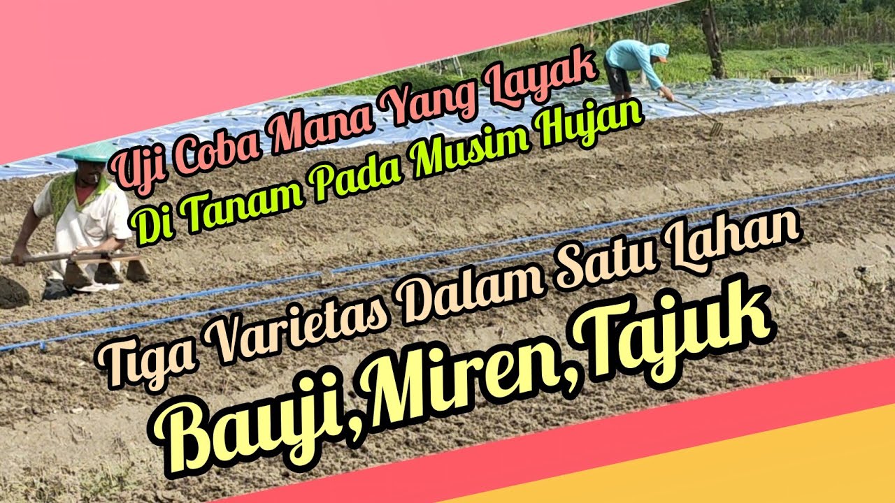 TESTIMONI KEAMPUHAN SAAT MUSIM HUJAN, MIREN, BAUJI, TAJUK