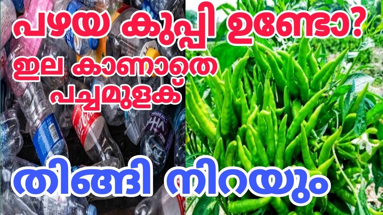 തുടക്കക്കാർക്ക് ഏറ്റവും നല്ല എളുപ്പവഴി | Chilli  Plant growing tips | pachamulaku krishi