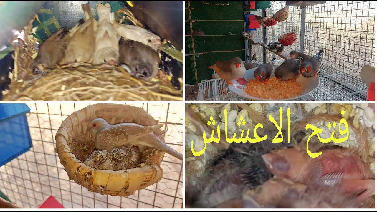 فتح اعشاش الحمام الملكي والفناجس في التربية الجماعية😍💞💞