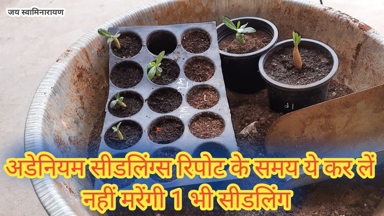 Adenium Seedling Repot Tips | अडेनियम सीडलिंग रिपोट टिप्स | Adenium Seedling Care