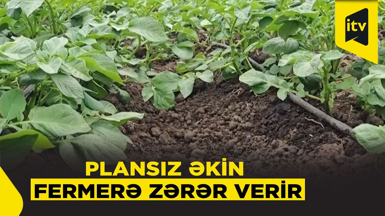 Tarlada ümid, bazarda məyusluq: qiymət dalğalanmasının görünməyən tərəfi