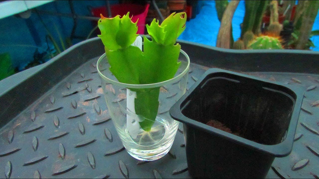 Rooting Schlumbergera Cactus - Xmas / Thanksgiving Cactus in Water & Potting up