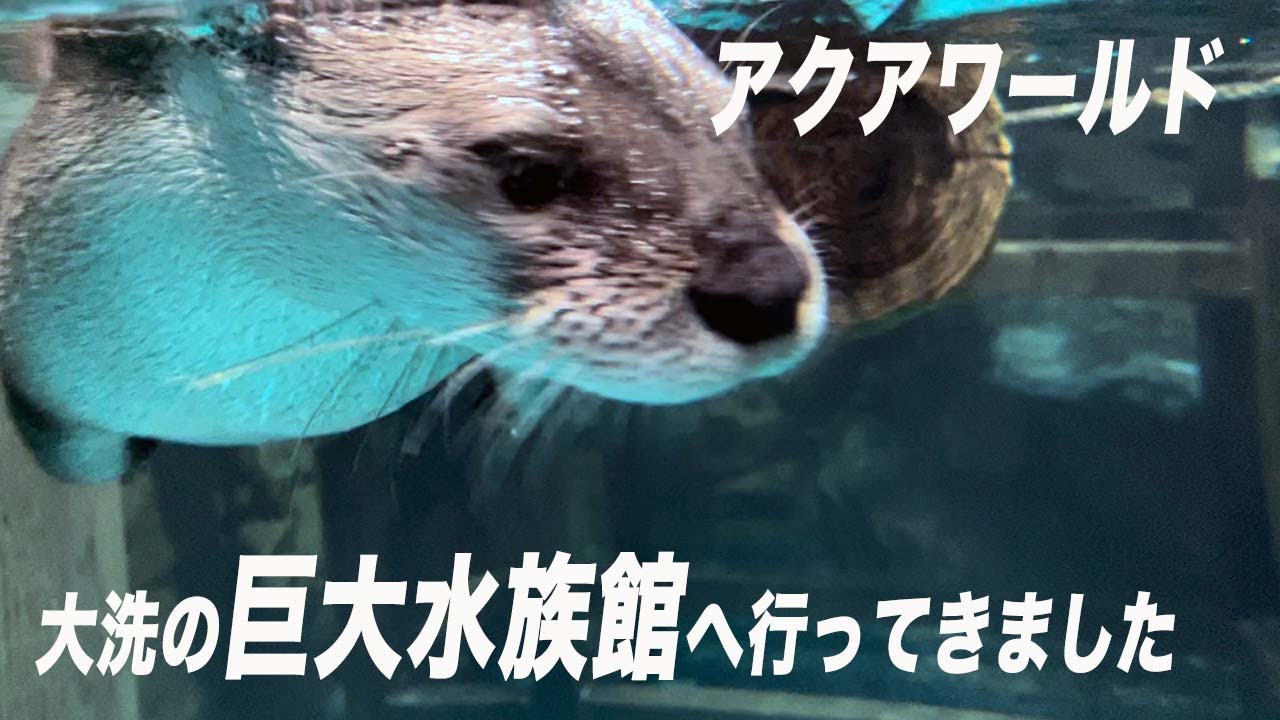 【水族館】開運の神様が降臨する場所に行ってきました！大洗編その弐〜水族館編