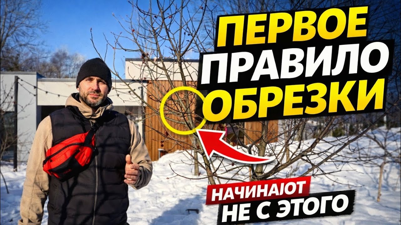С чего начинается правильная обрезка дерева