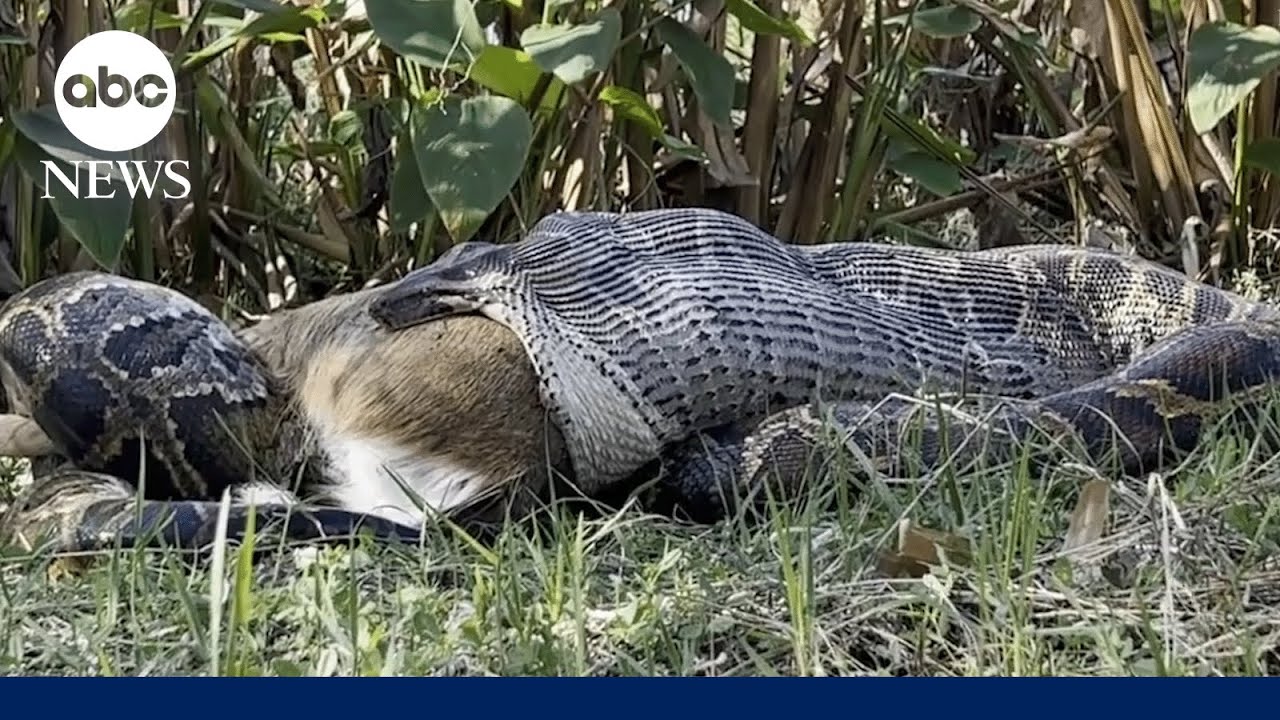 How Florida biologists discovered a Burmese python swallowing a fully-grown deer