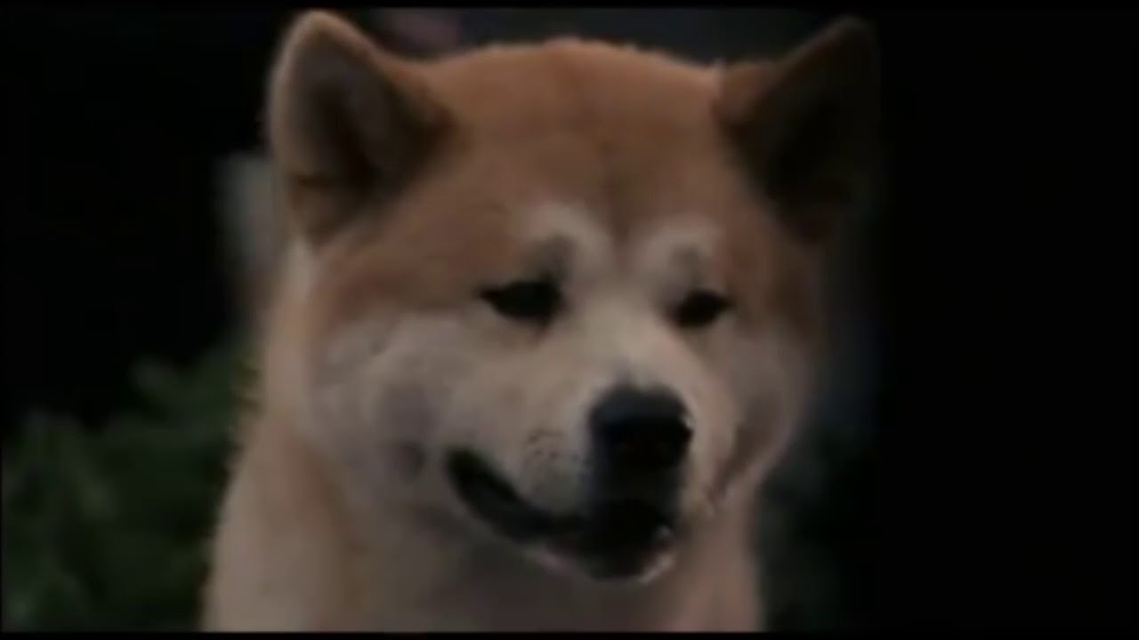 The Amazing story of HACHIKO the Akita faithful dog... a real story that made hundreds cry!