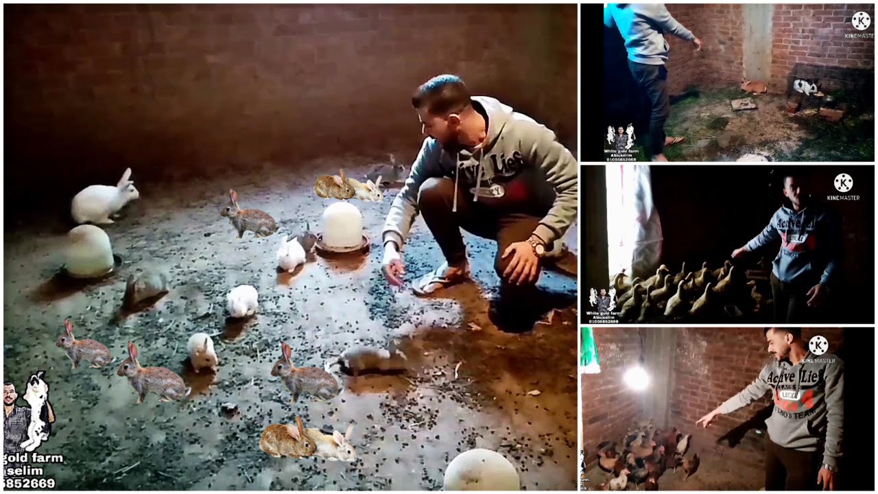 أرانب تربية ارضي وجولة علي سطح ام محمد