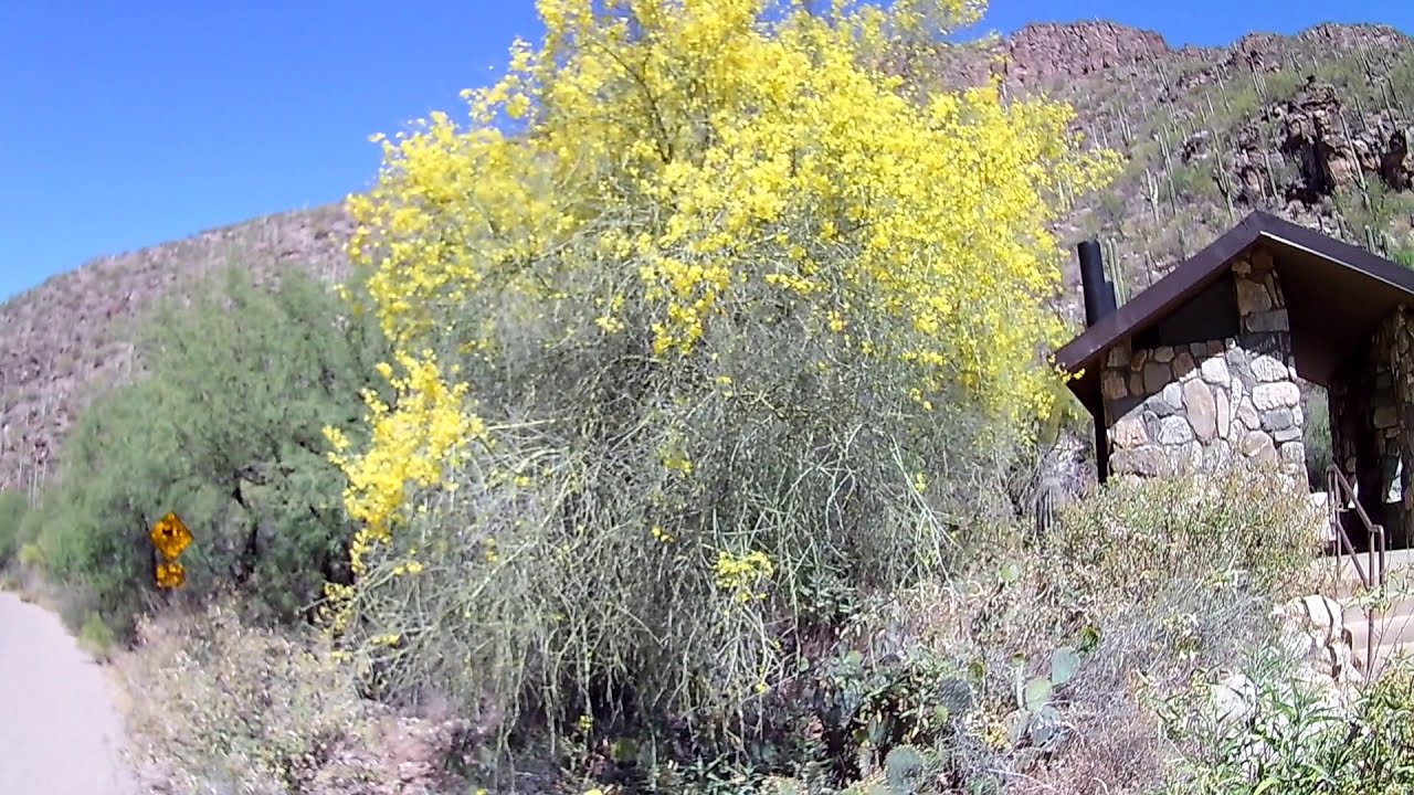 HIKING IN SABINO CANYON. PART 5. TUCSON, ARIZONA.