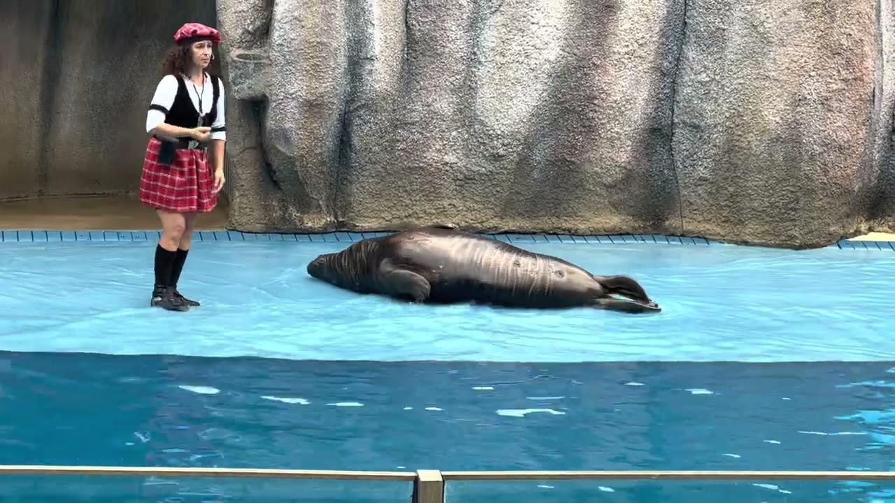 Sea Lion Show at Zoomarine Portugal