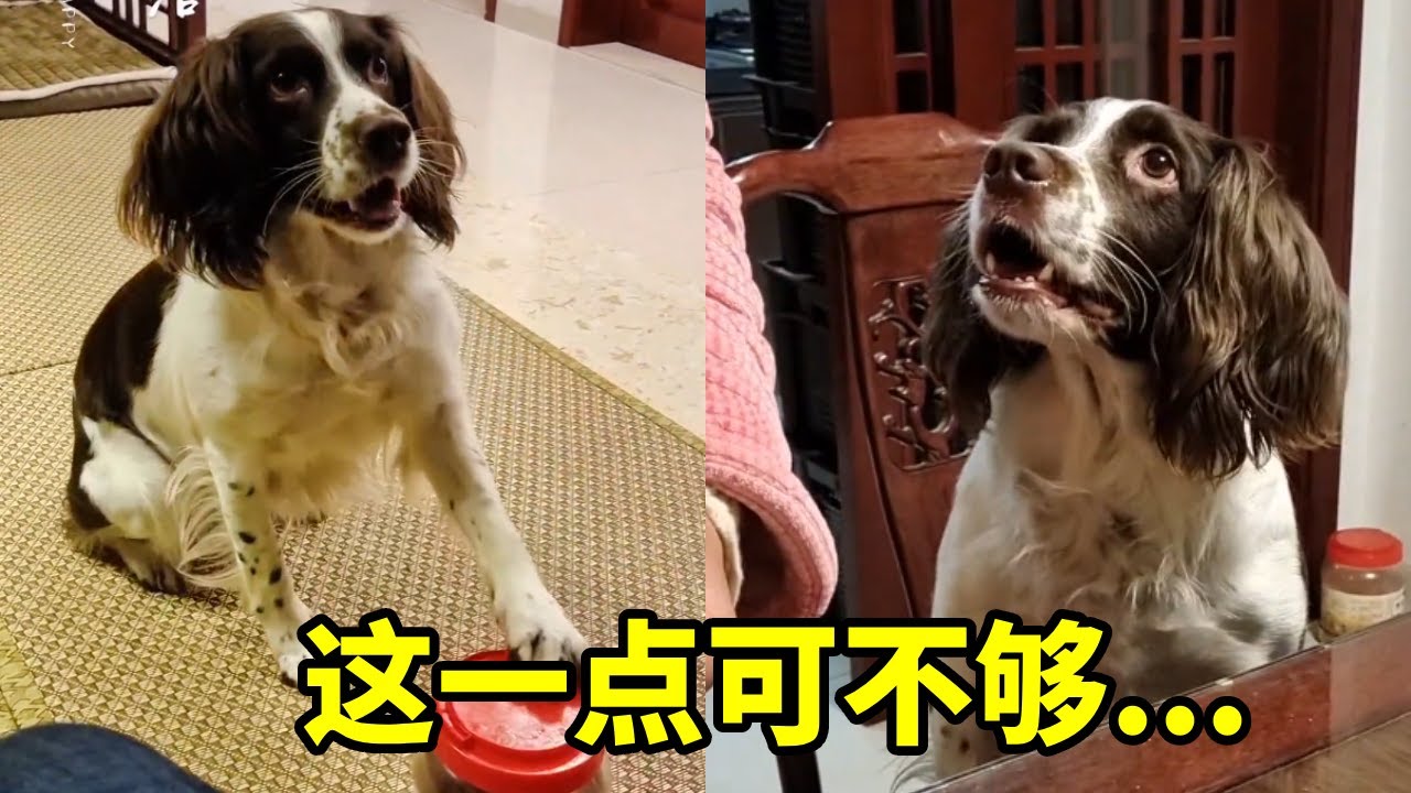 仔仔：我嘴巴有点大，这点肉肉可堵不住哟……#萌宠日常记录 #我家毛孩子