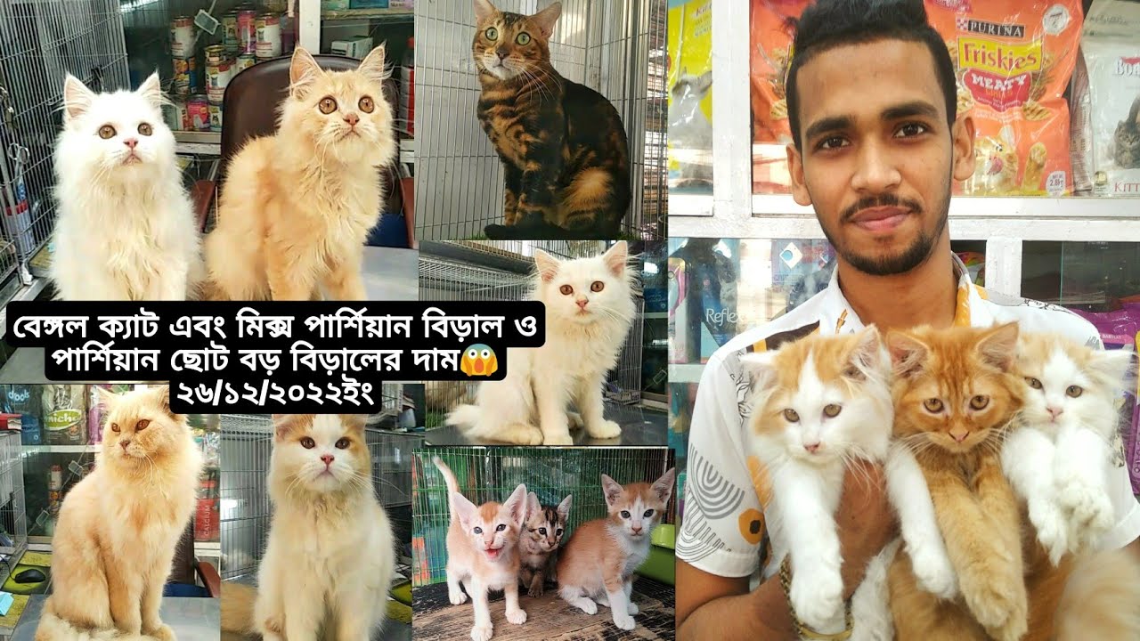 Bangal Cat |পার্শিয়ান  বিড়ালের বাচ্চা এবং |Mix Persian Cat Price in😱 | কাটাবন মার্কেট ঢাকা🐈