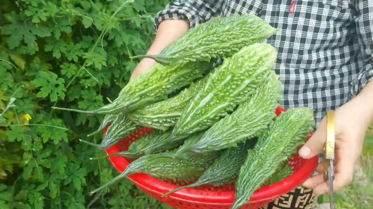 THU HOẠCH KHỔ QUA - MƯỚP - CUỘC SỐNG CỦA NGƯỜI NÔNG DÂN. 